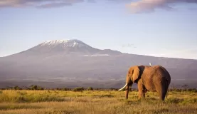 Elephant in front of Mt Kilimanjaro
