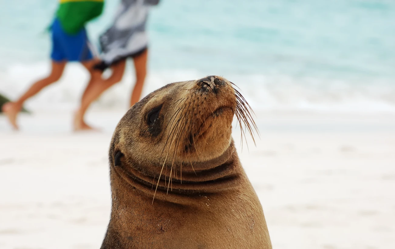 Sea lion on the beach