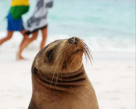 Sea lion on the beach