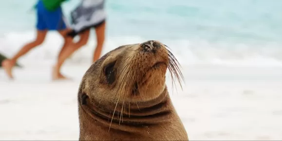Sea lion on the beach