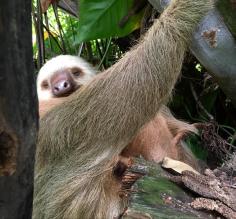 Friendly sloth with a baby on her belly (sorry you can't see it well) right outside of the dive shop.