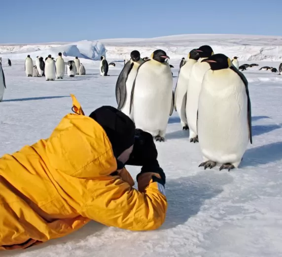 Photographing penguins