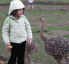 Ostrich Farm