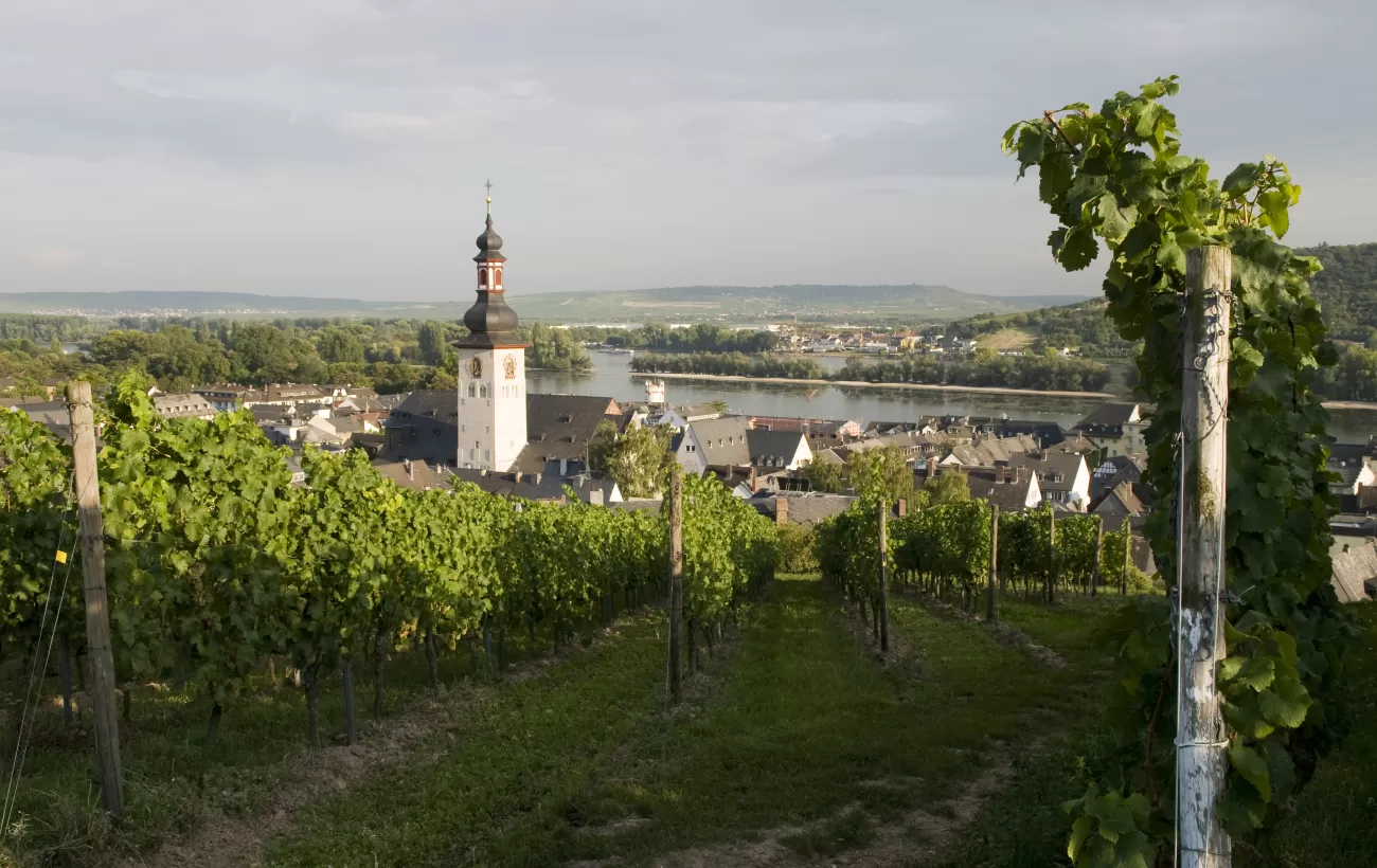 Explore the famous vineyards of Rudesheim