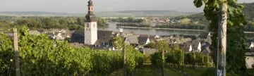 Explore the famous vineyards of Rudesheim