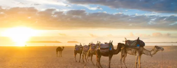 Camels in the desert of Egypt