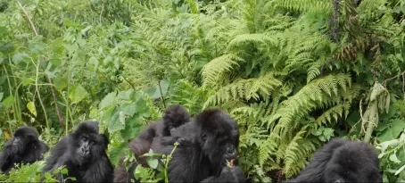 Gorilla tracking