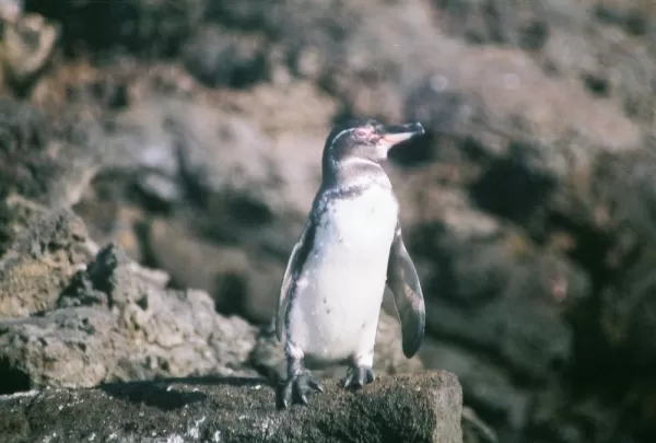 Small penguin in the Galapagos