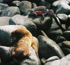 Galapagos wildlife