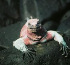 Galapagos wildlife