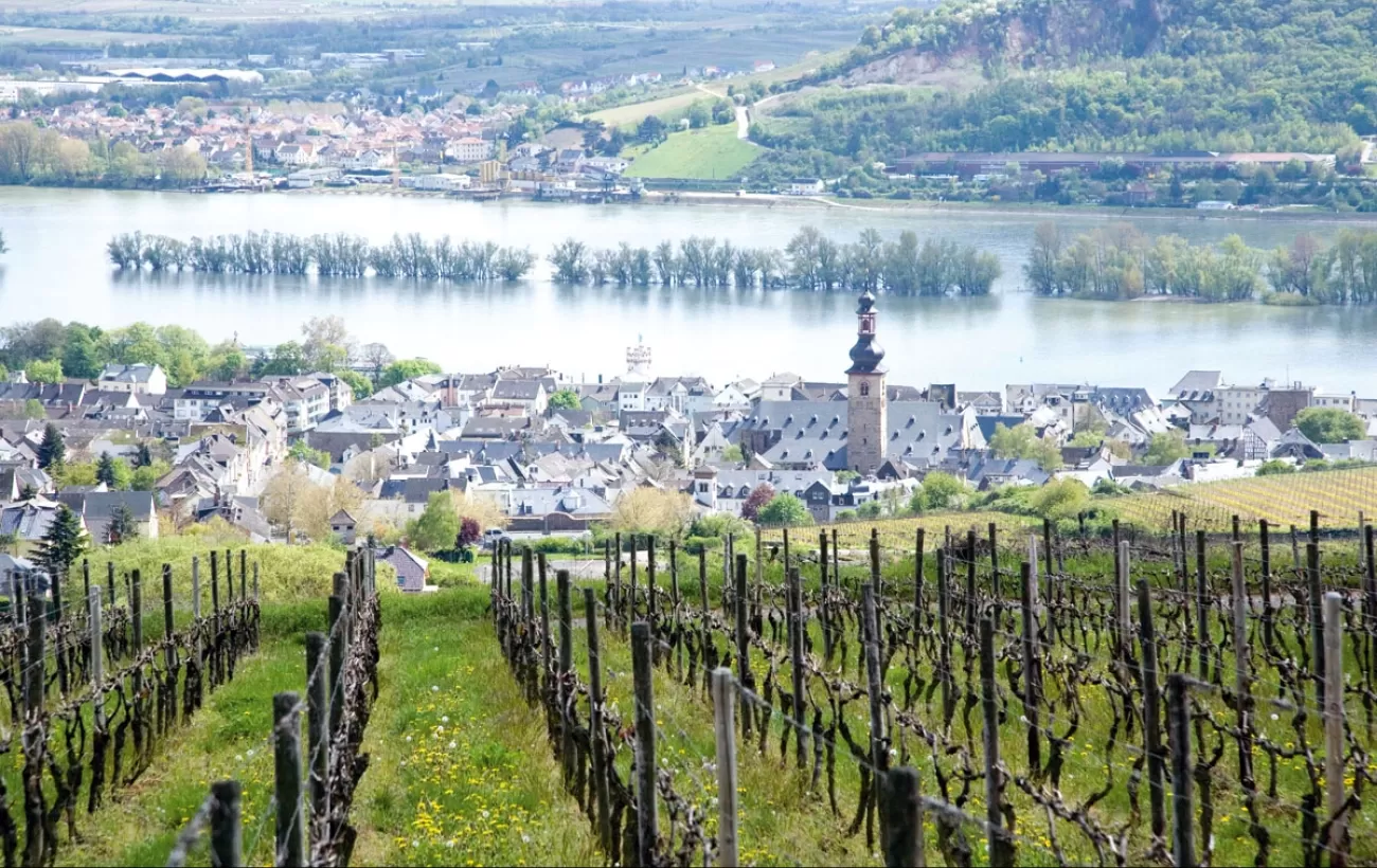 Observe Rudesheim's famous vineyards