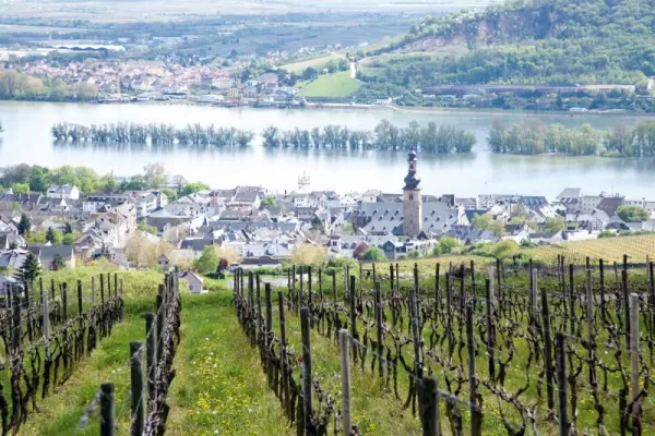 Observe Rudesheim's famous vineyards