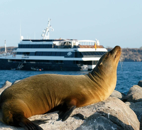 A Galapagos cruise ship slides past a sea lion relaxing in the sun