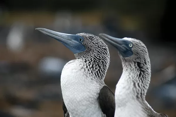 Blue Footed Boobies in the Galapagos