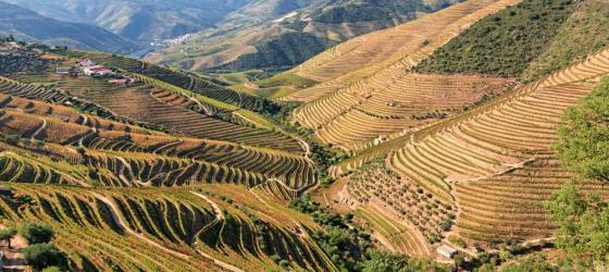 Douro River Vineyards, Portugal