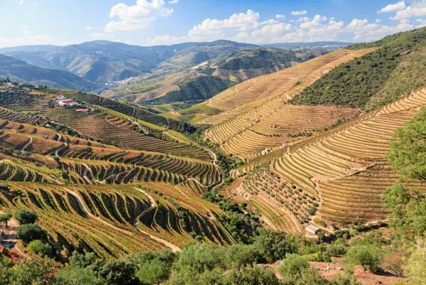 Douro River Vineyards, Portugal