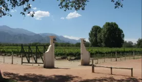 The vineyard