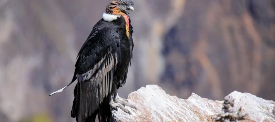 Andean condor