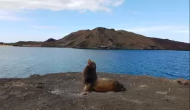 Sea Lion lounging in the Galapagos