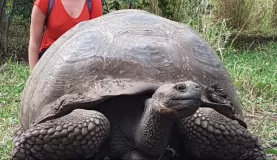 Visiting the Giant Tortoise on Santa Cruz
