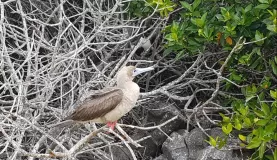 Birding on Genovesa Island