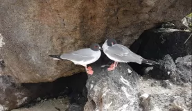 Birds in abundance in the Galapagos