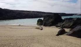 Sea lions everywhere! Galapagos