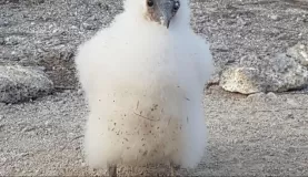 Baby booby