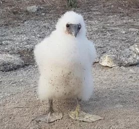 Baby booby