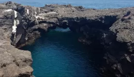 Fur Sea Lions jumping in Buccaneer Cove