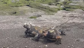 Iguanas at Buccaneer Cove
