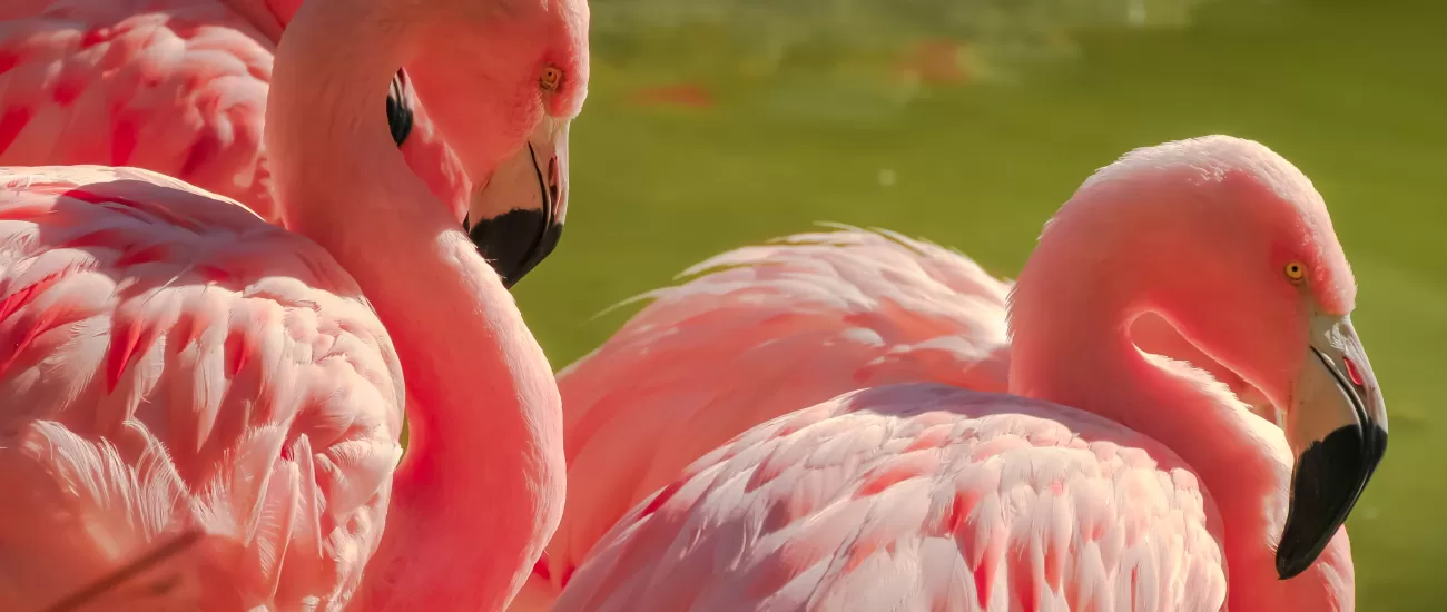 Flamingo Lagoon