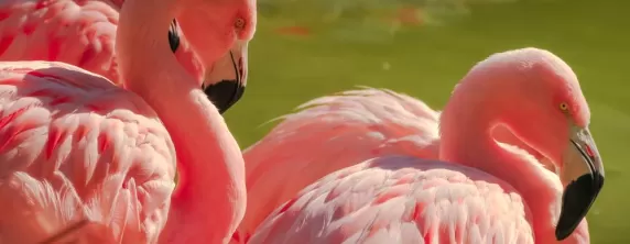 Flamingo Lagoon