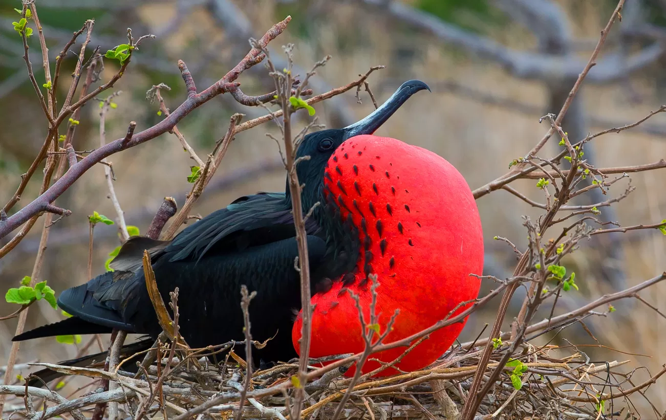 Frigate Bird