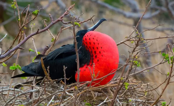 Frigate Bird