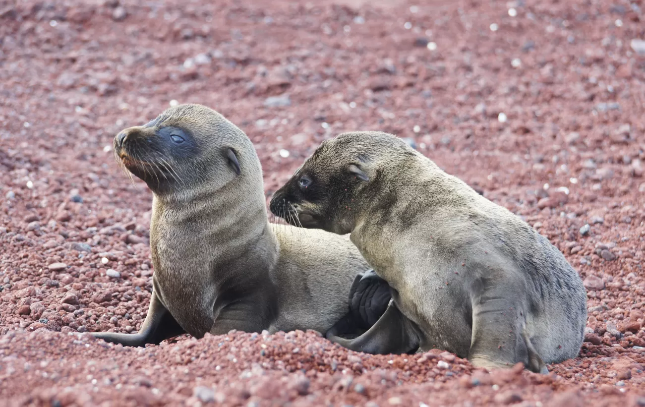 Sea lions on Rabida beach