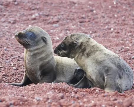 Sea lions on Rabida beach