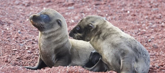 Sea lions on Rabida beach