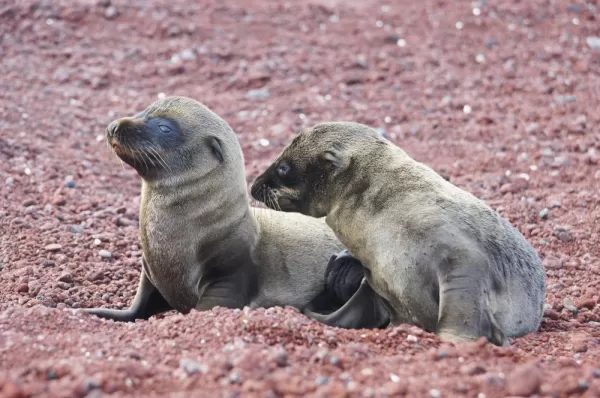 Sea lions on Rabida beach