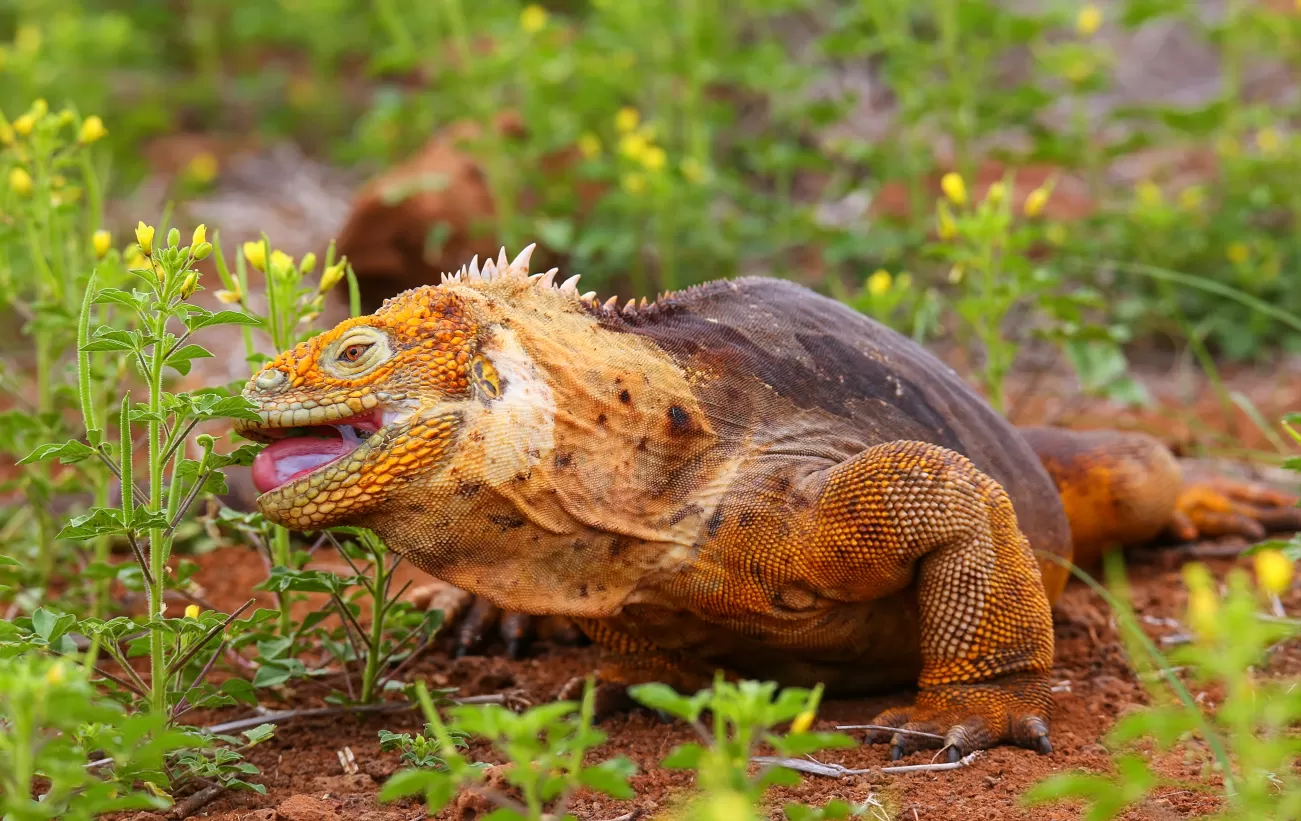 Land Iguana in the Galapagos