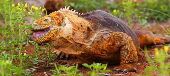 Land Iguana in the Galapagos