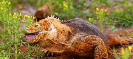 Land Iguana in the Galapagos