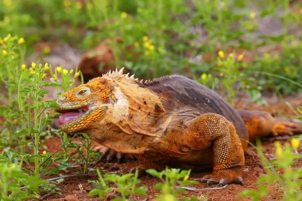 Land Iguana in the Galapagos