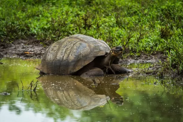 Giant Tortoise