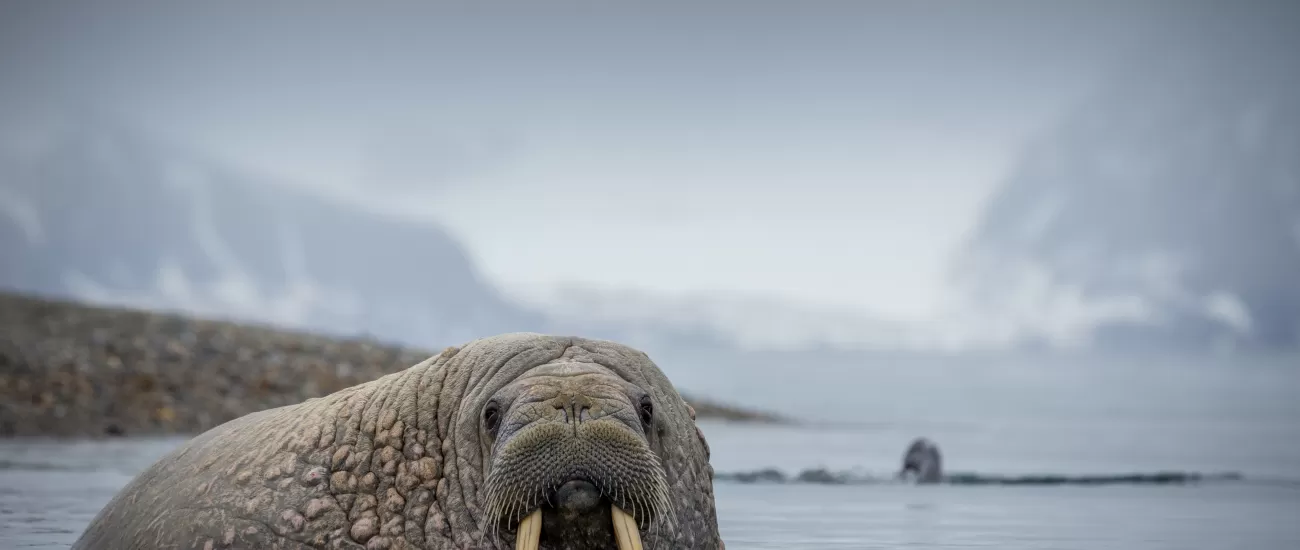 Walrus in the Arctic