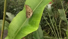 Butterfly farm on the way to Tortuguero