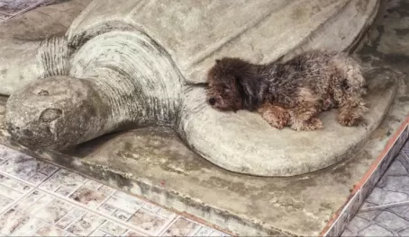 Puppy asleep with his (fake) turtle friend