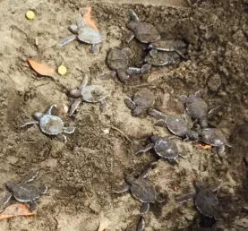 Allllll the baby turtles