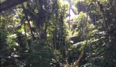 jungle zipline at Selva Bananito