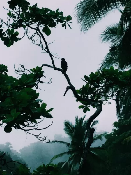 Black Hawk in Corcovado National Park